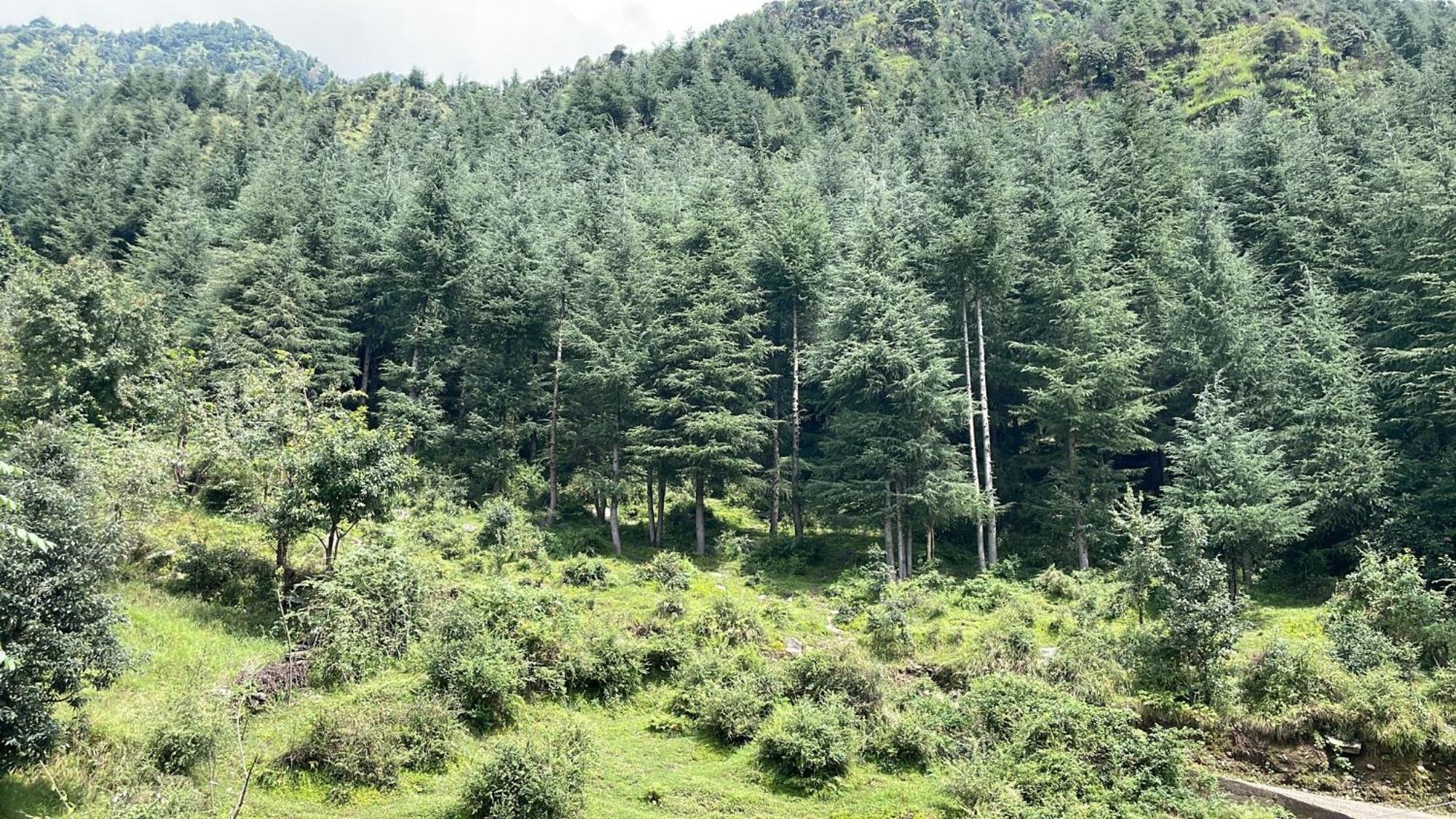 Oasis Guest House Bhagsu D'Shala Dharamshala Eksteriør billede